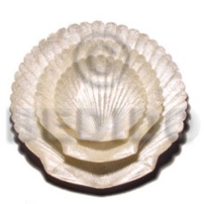 Capiz king scallop shell