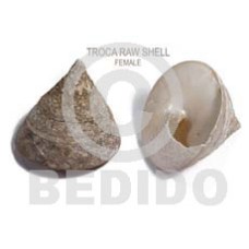 Ra unpolished troca shells
