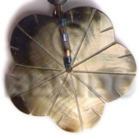 Black lip scallop 40mm