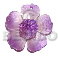 Graduated lavender 35mm hammershell flower